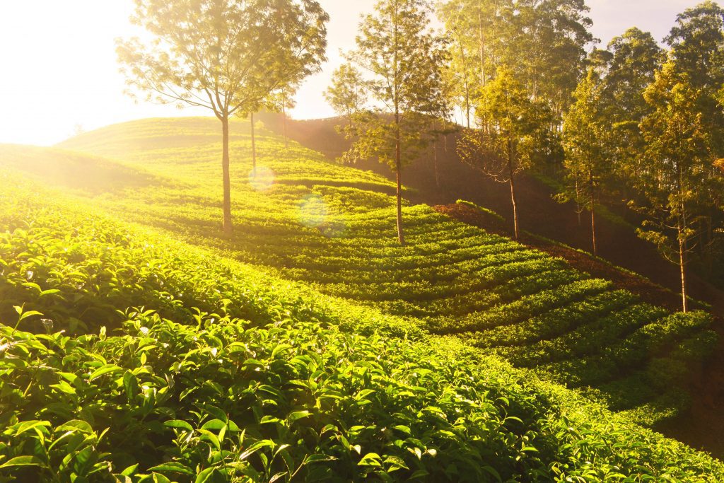 Tea Gardens