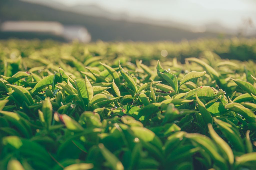 Dew Drops on Tea Leaves